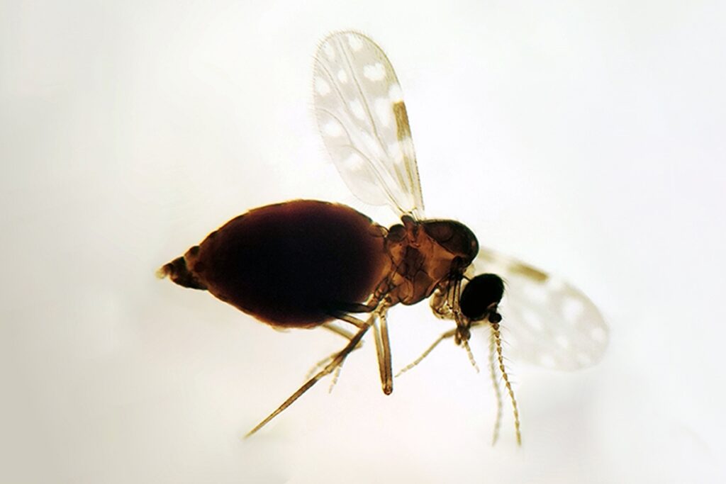 ameaca-invisivel:-saiba-como-combater-o-maruim-e-conter-infestacoes