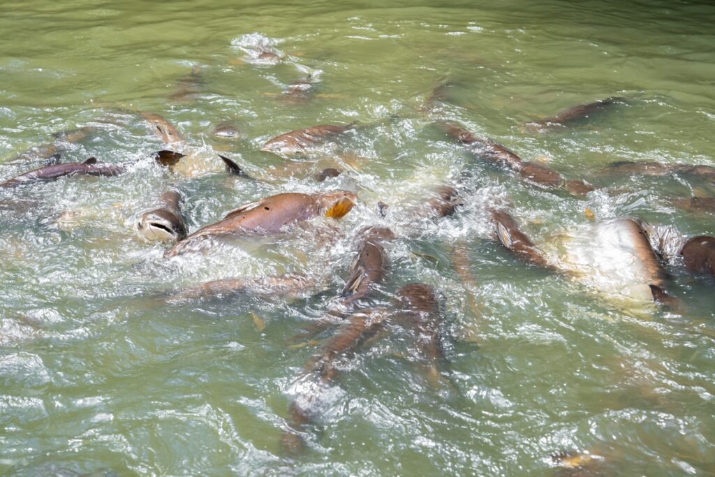 peixe-piraiba:-entenda-por-que-a-especie-nao-pode-ser-consumida