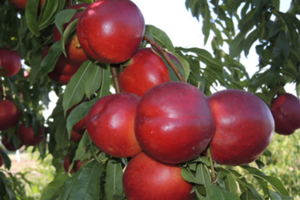 plantar-esta-fruta-em-casa-pode-gerar-multa-de-ate-r$-1,6-milhao