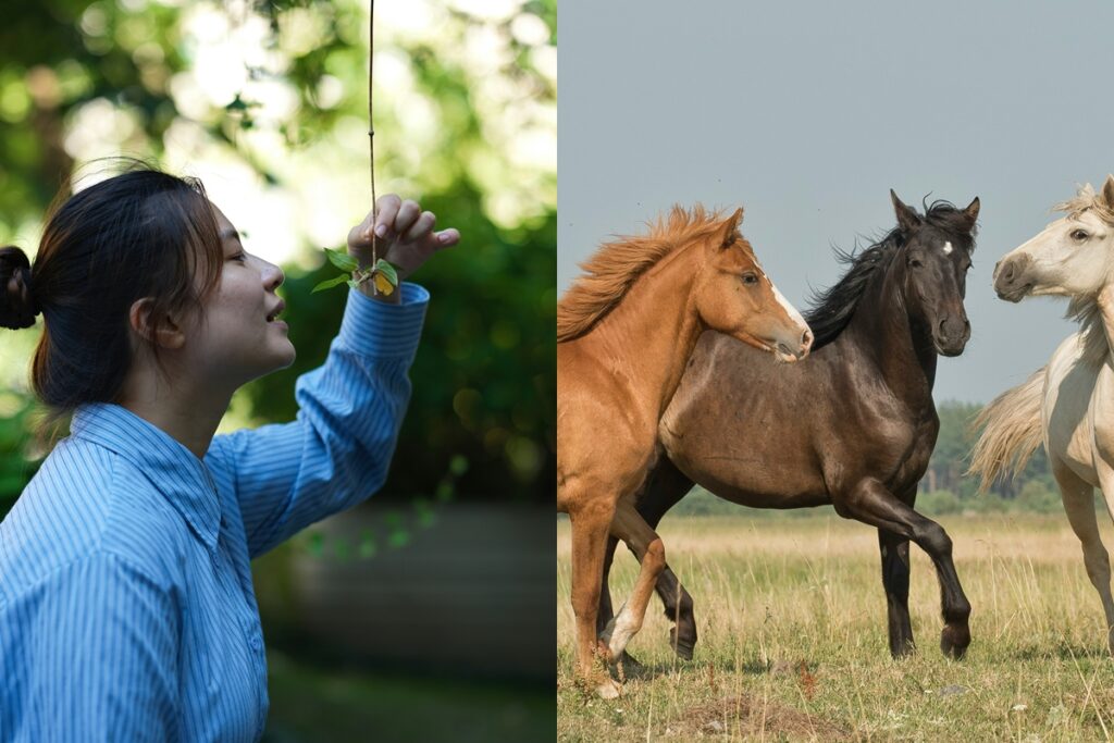 museu-japones-utiliza-odor-de-fezes-e-urina-para-salvar-cavalos-raros