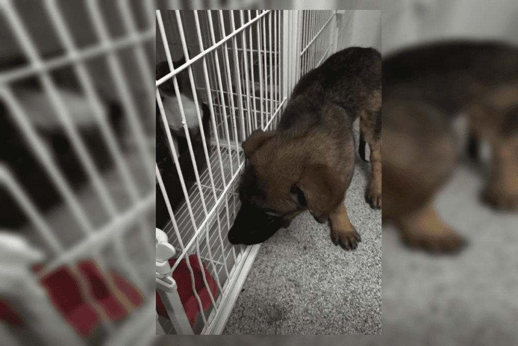 veja-como-esta-a-recuperacao-do-filhote-resgatado-de-concreto-no-df.-video