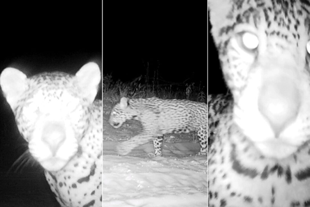 publico-pode-dar-nomes-a-trigemeos-de-onca-pintada-em-mg-veja-regras.-video