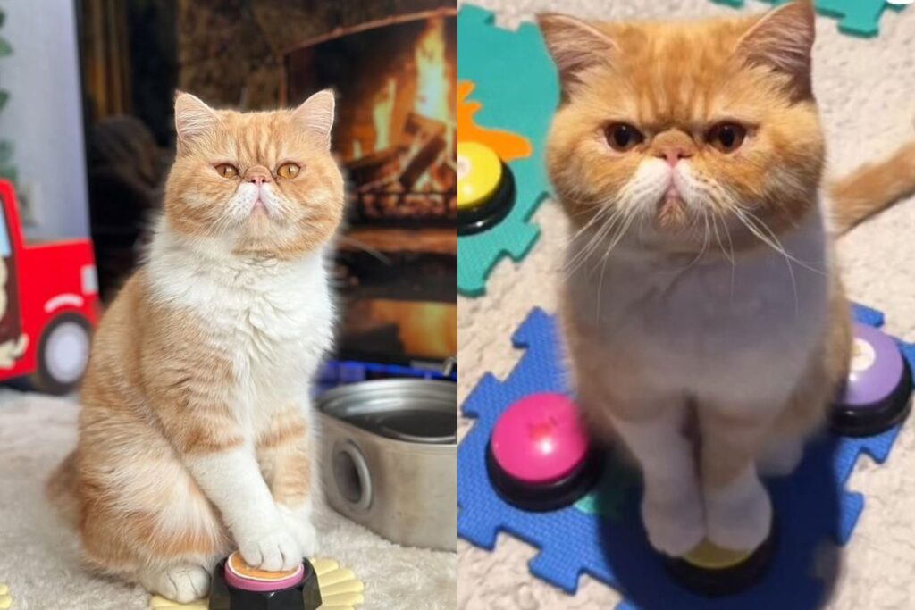 gato-“vidente”-viraliza-com-“previsao”-sobre-diabetes-e-envelhecimento