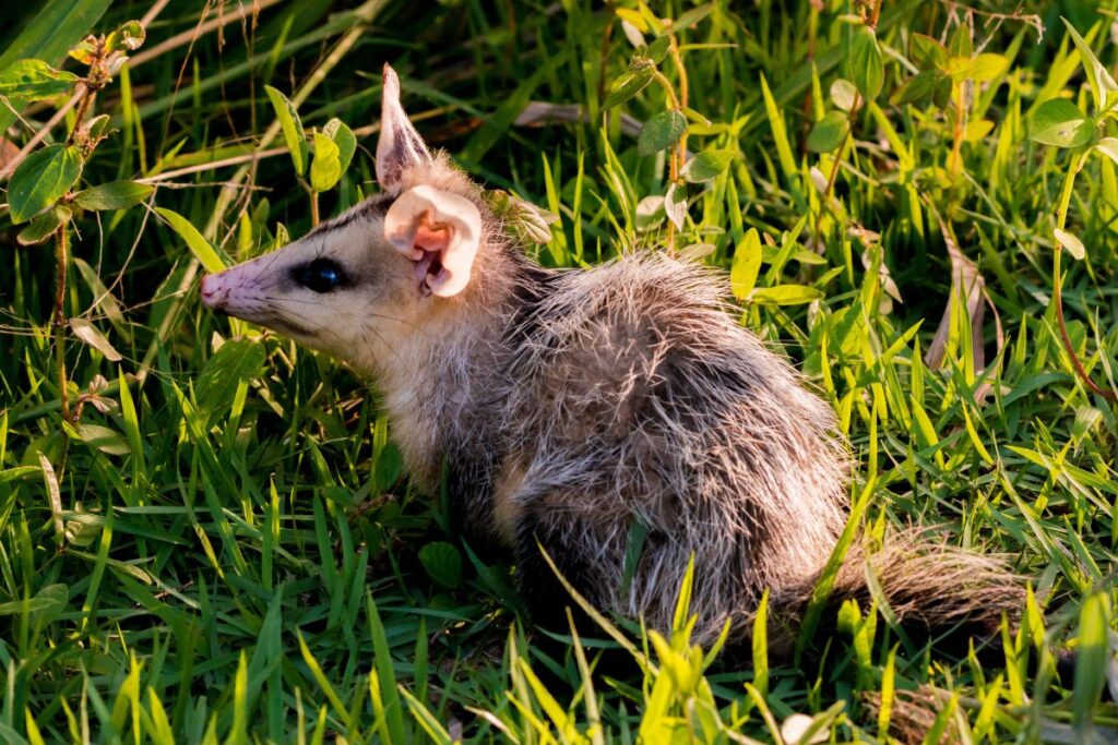 sarue:-“faxineiro”-da-natureza-equilibra-o-ecossistema-urbano;-entenda