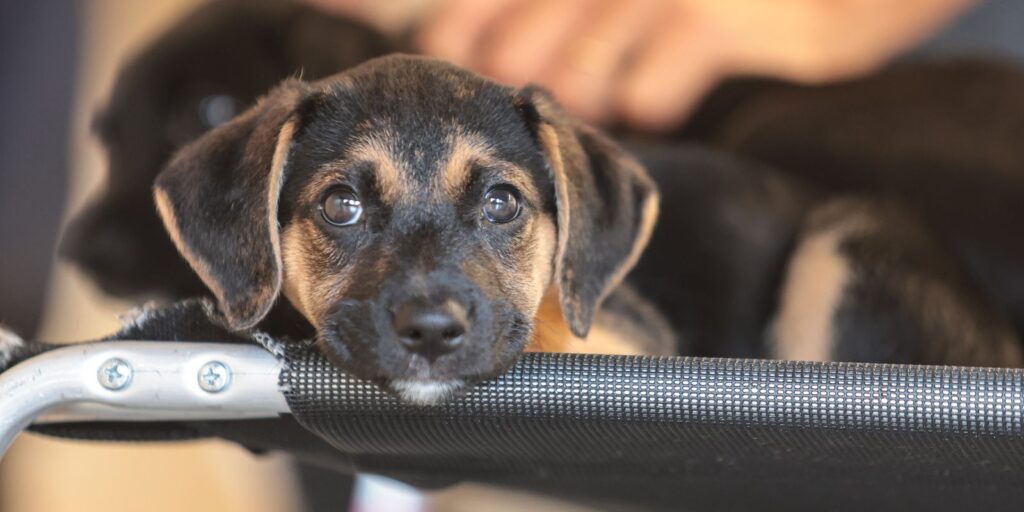 Governo abre consulta pública sobre genéricos e similares veterinários governo-abre-consulta-publica-sobre-genericos-e-similares-veterinarios