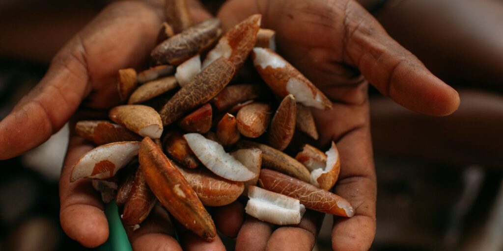 instituto-oferece-bolsas-para-estimular-bioeconomia-amazonica
