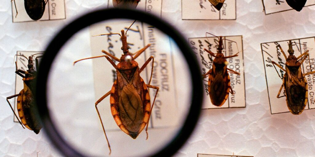 Saúde anuncia R$ 12 milhões para enfrentamento da doença de Chagas saude-anuncia-r$-12-milhoes-para-enfrentamento-da-doenca-de-chagas