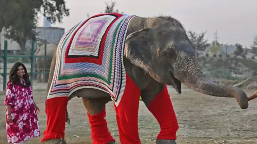 mulheres-tricotam-agasalhos-para-elefantes-enfrentarem-frio-extremo