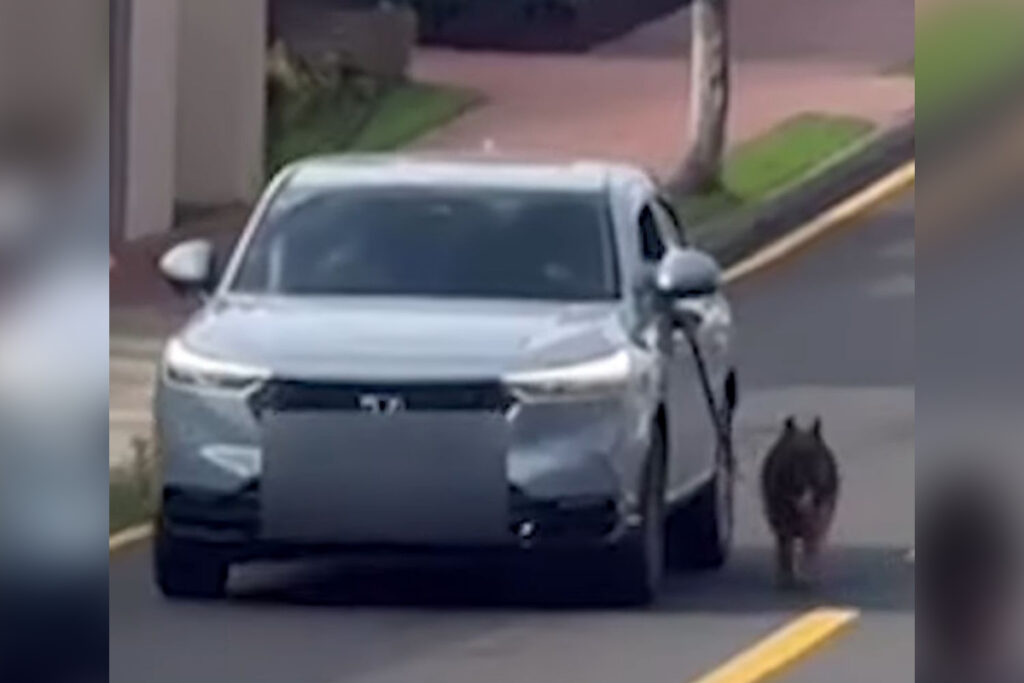 policia-indicia-homem-flagrado-arrastando-cao-com-carro-em-movimento.-veja-video