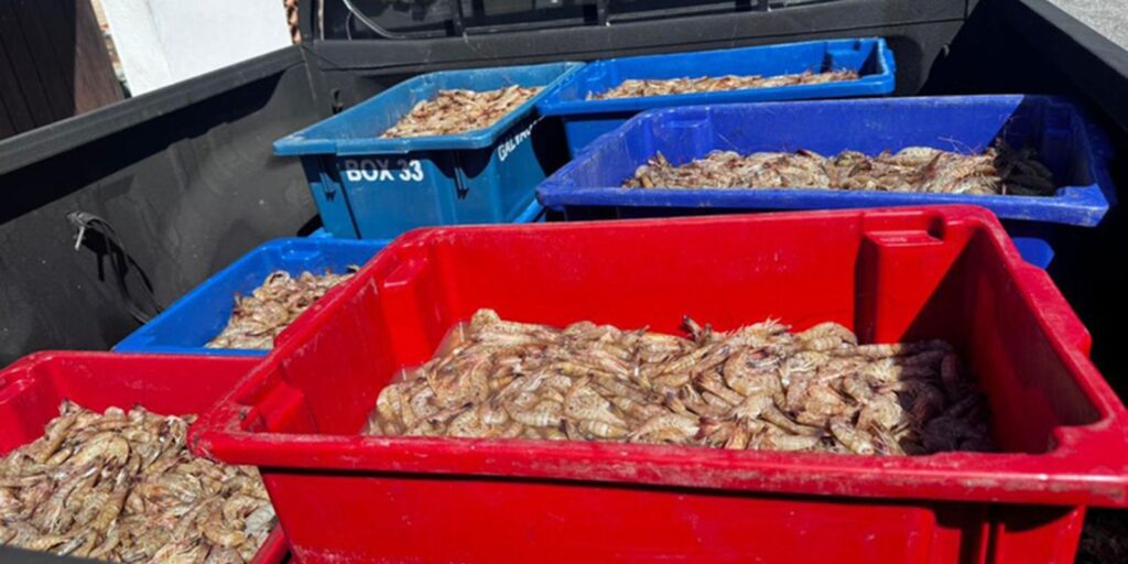 pescadores-sao-presos-com-350-kg-de-camarao-rosa-no-periodo-do-defeso