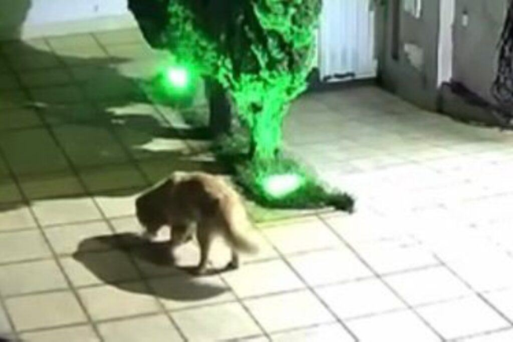 vizinha-joga-comida-envenenada-para-cachorro-apos-briga-com-tutores