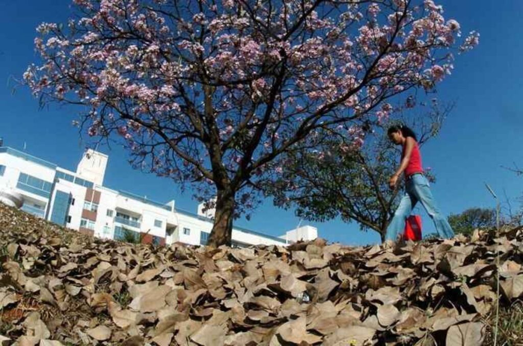 clima-tem-padrao-tipico-de-outono-nesta-6a:-manha-fria-e-tarde-quente