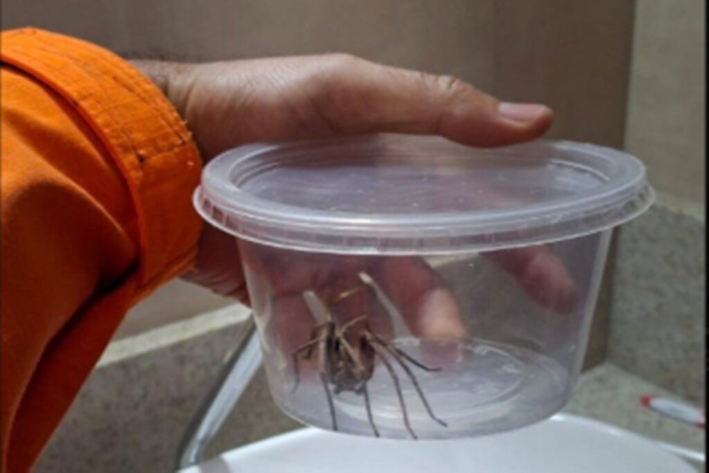 mulher-encontra-aranha-gigante-e-chama-bombeiros-em-mg:-“misericordia”.-veja-video