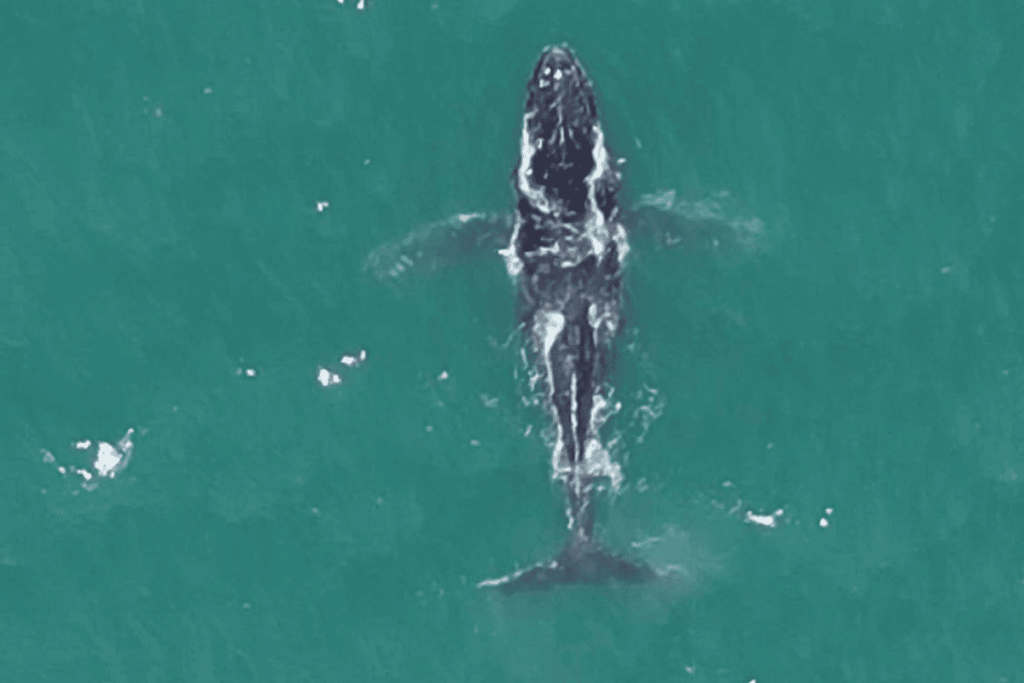 temporada-aberta:-primeira-baleia-jubarte-e-vista-no-ano-em-ilhabela.-veja-video