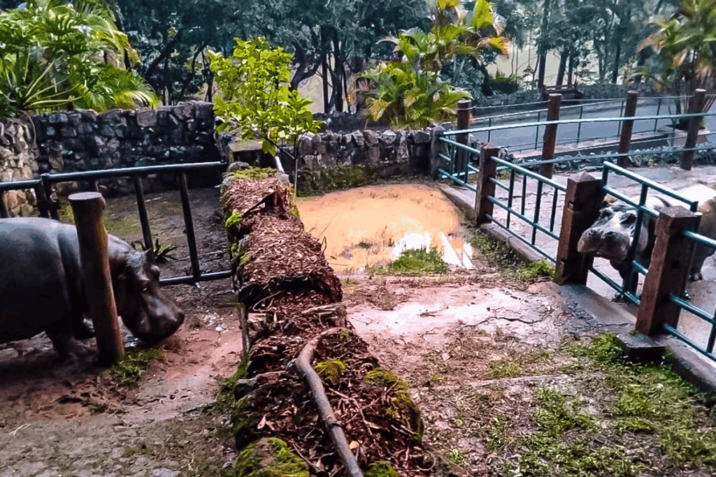 “diamante-da-temporada”:-hipopotamo-ramon-conhece-nova-namorada-em-sp