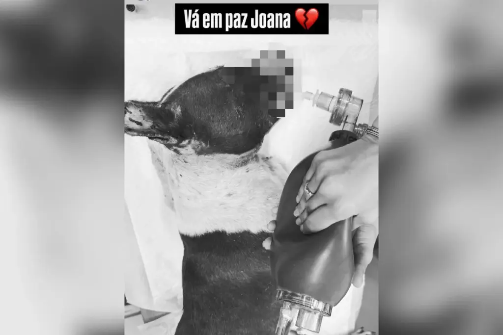crueldade:-pit-bull-esfaqueada-e-jogada-em-lixao-nao-resiste-e-morre