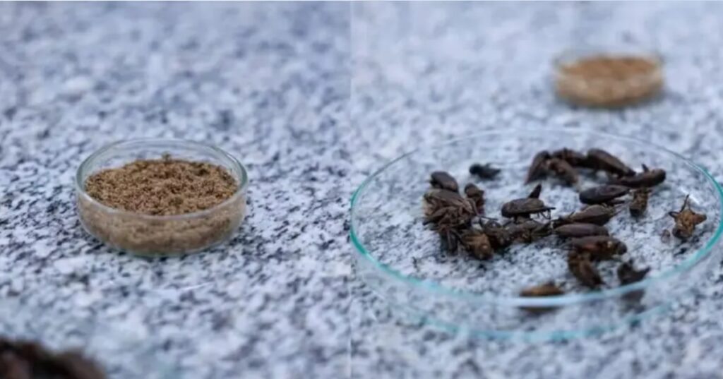 tomaria?-ciencia-estuda-fazer-whey-a-partir-da-farinha-de-grilo