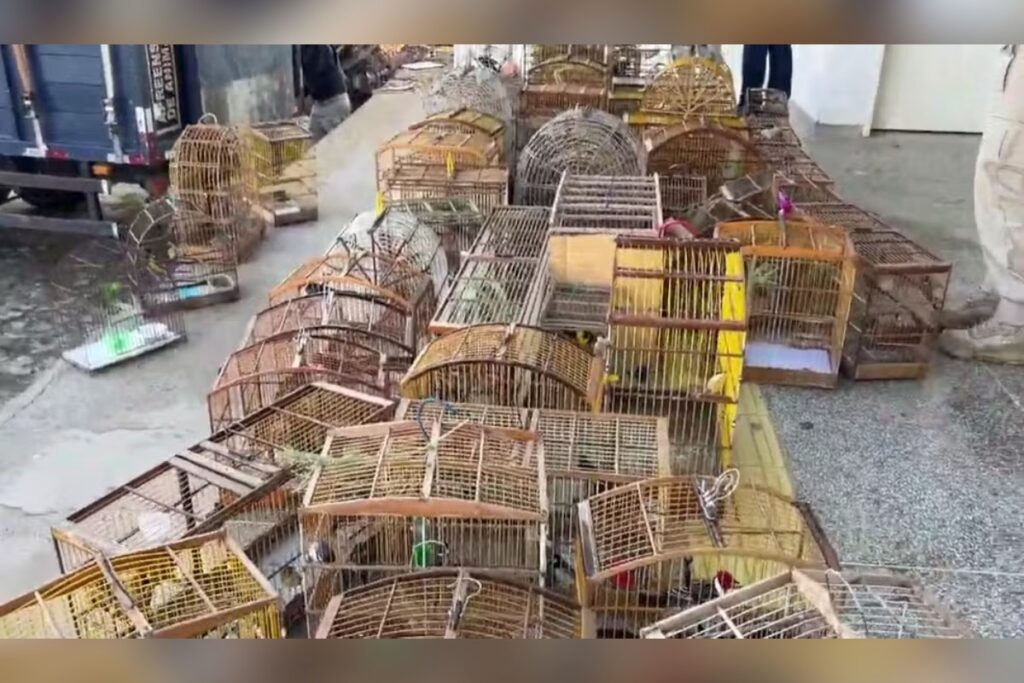 mais-de-500-animais-silvestres-sao-resgatados-de-cativeiros-ilegais-em-sergipe
