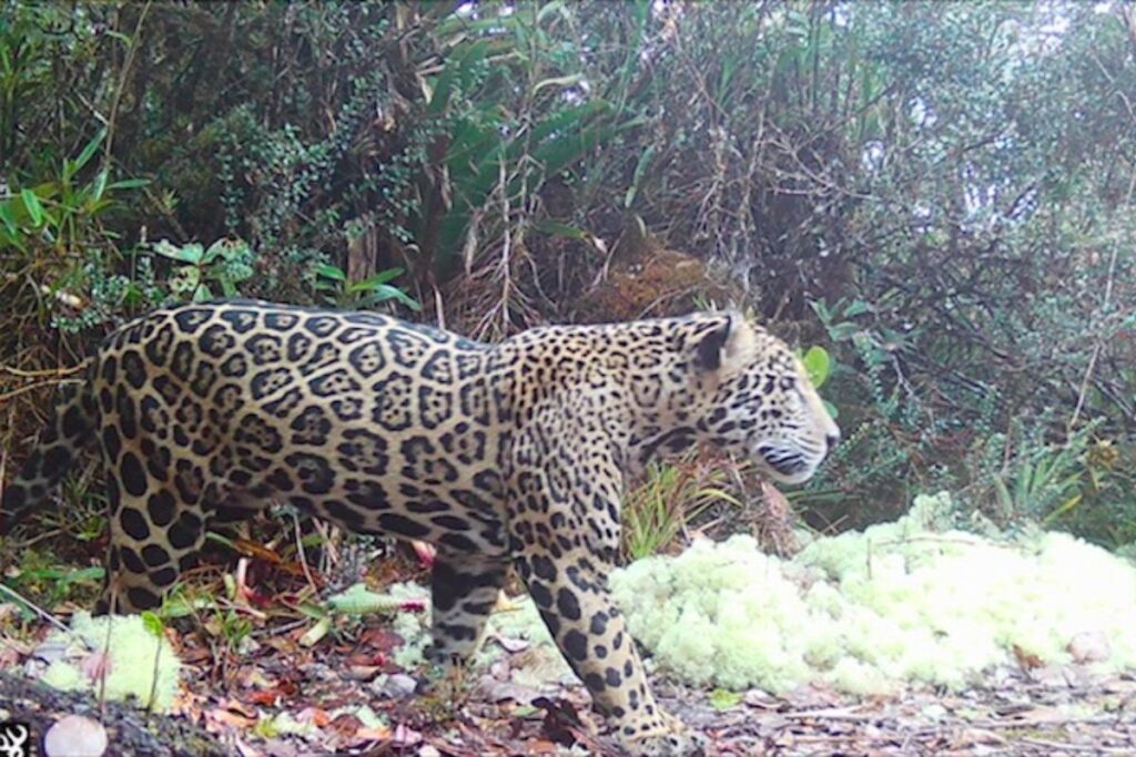 rara-onca-pintada-das-nuvens-reaparece-apos-uma-decada;-veja