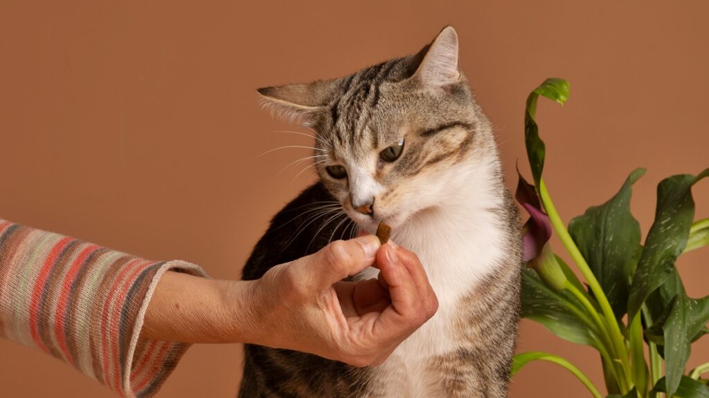 petiscos-oferecidos-de-forma-errada-podem-causar-obesidade-em-gatos