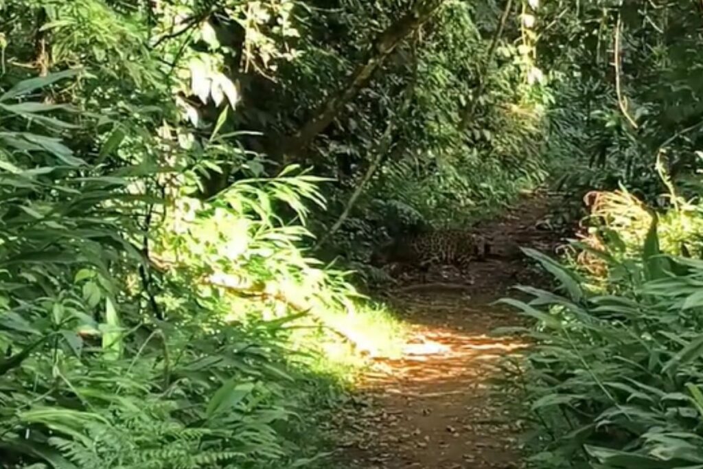 guia-encontra-onca-pintada-em-trilha-e-registra-momento-raro-em-sp.-veja-video