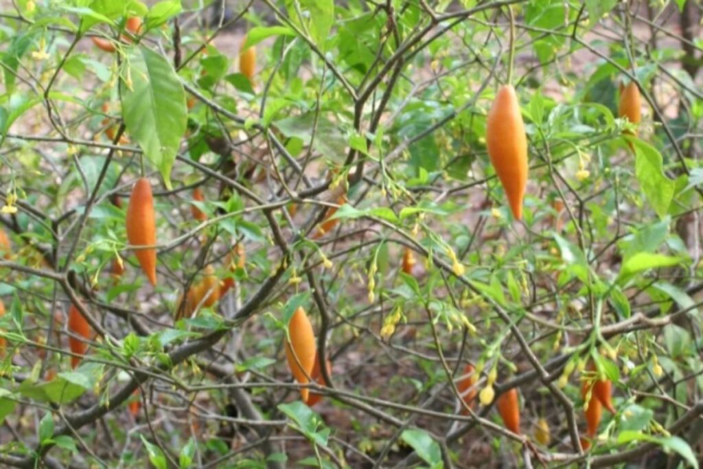 o-que-e-ibogaina,-psicodelico-liberado-para-pesquisa-por-trump