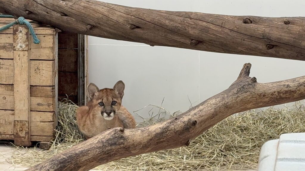 minas-devolve-5-mil-animais-silvestres-a-natureza-todo-ano