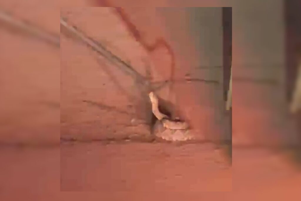 pronta-para-o-bote:-cascavel-e-resgatada-no-meio-da-rua-no-df.-veja-video