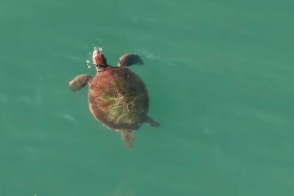 em-extincao,-tartarugas-verdes-sao-flagradas-nadando-no-litoral-de-sp