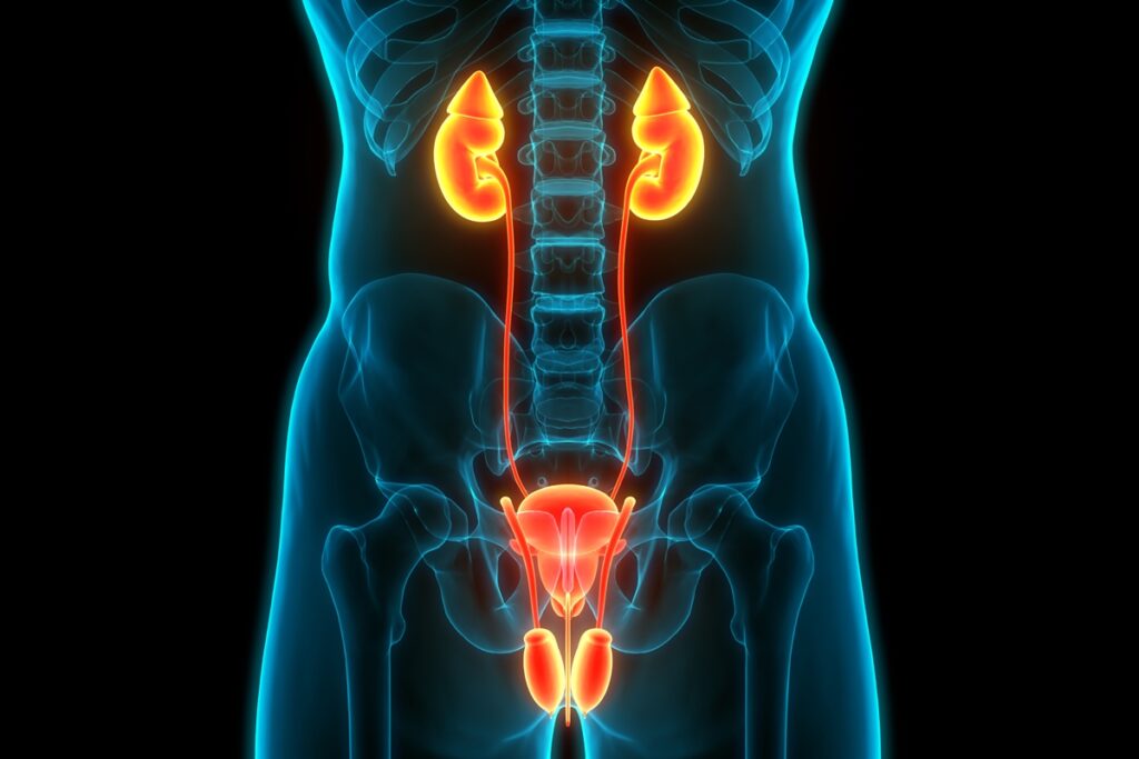 urologista-aponta-o-que-e-preciso-fazer-para-manter-a-bexiga-saudavel