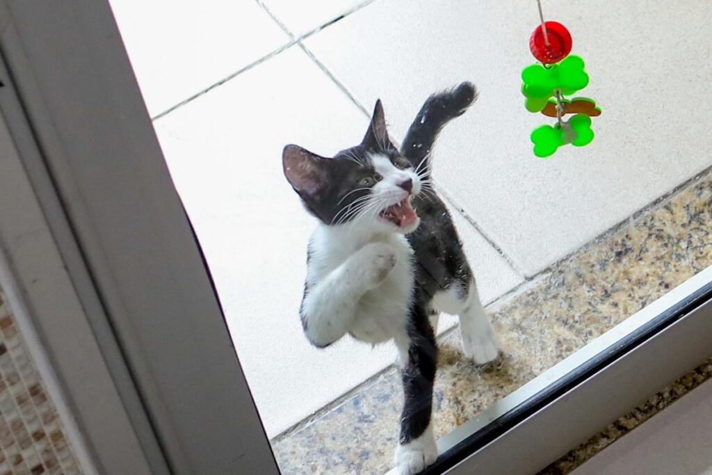 quer-um-gato?-saiba-como-adotar-felinos-neste-sabado-(25/4)-em-sp