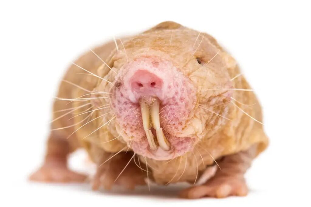 ratos-toupeira-pelados-desafiam-regra-e-trocam-rainha-sem-conflito