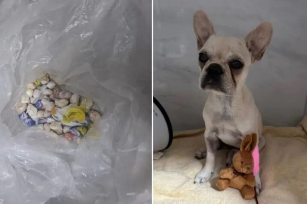 cachorra-passa-mal-apos-ingerir-55-pedras-de-crack-em-santa-catarina