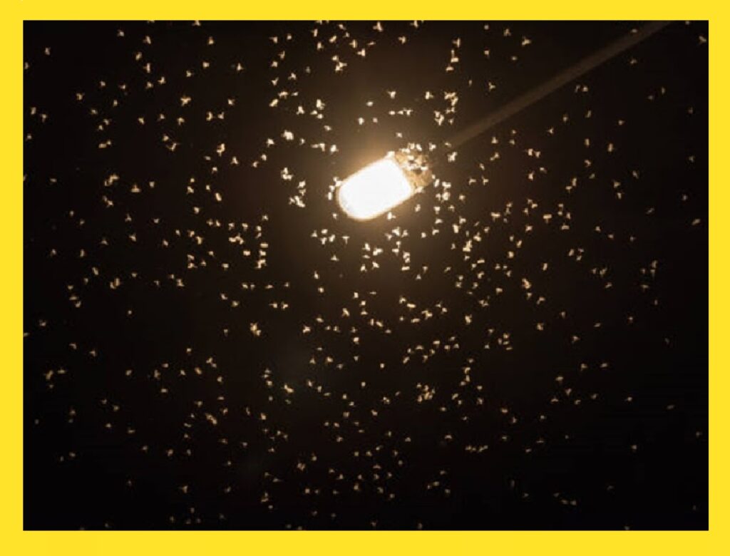 dino-e-o-stf.-fachin-da-a-luz-nova-escola-do-direito:-o-“mariposismo”