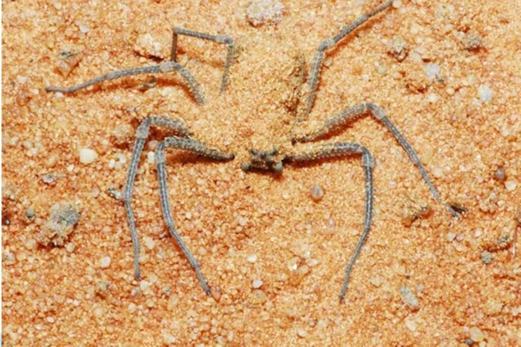 cientistas-revelam-o-mecanismo-mortal-do-veneno-de-uma-aranha