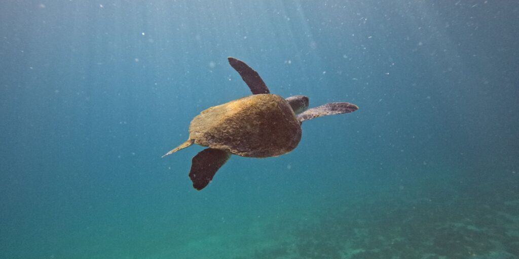 pesquisa-quer-descobrir-de-onde-vem-tartarugas-que-vivem-em-arraial