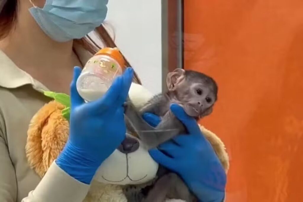 macaco-rejeitado-pela-mae-adota-pelucia-como-familia-em-zoologico