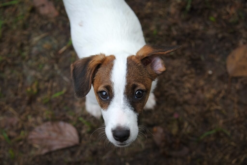 pet-idoso:-veja-como-cuidar-da-saude-do-animal-nesta-fase