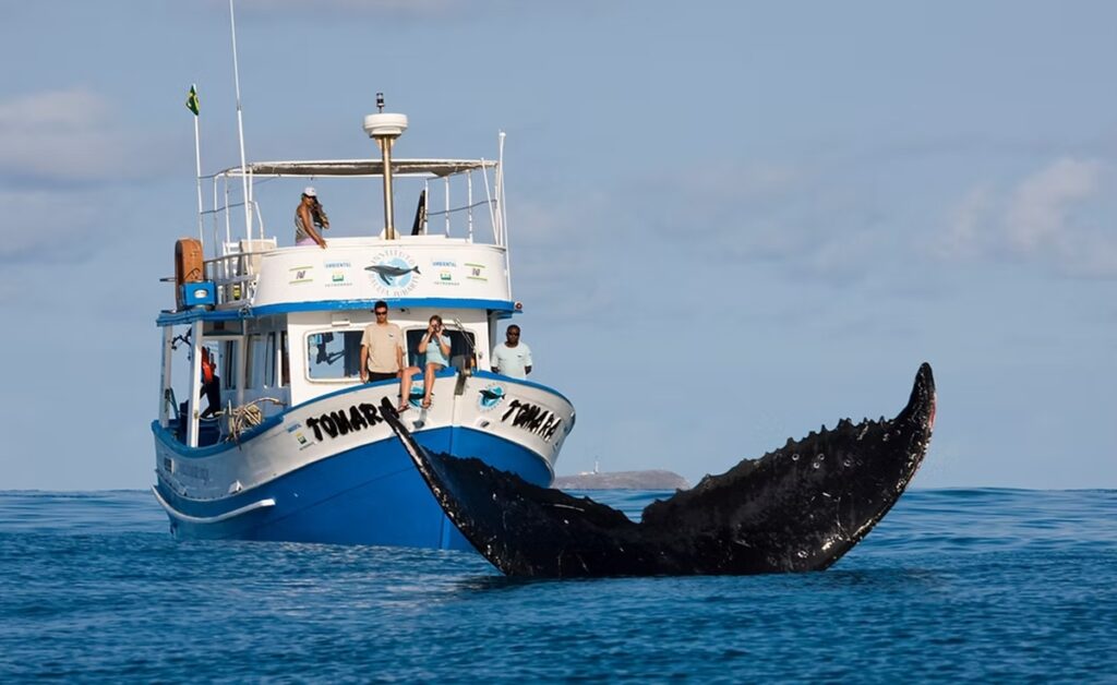 sao-sebastiao:-avistamento-de-baleias-torna-cidade-ponto-turistico