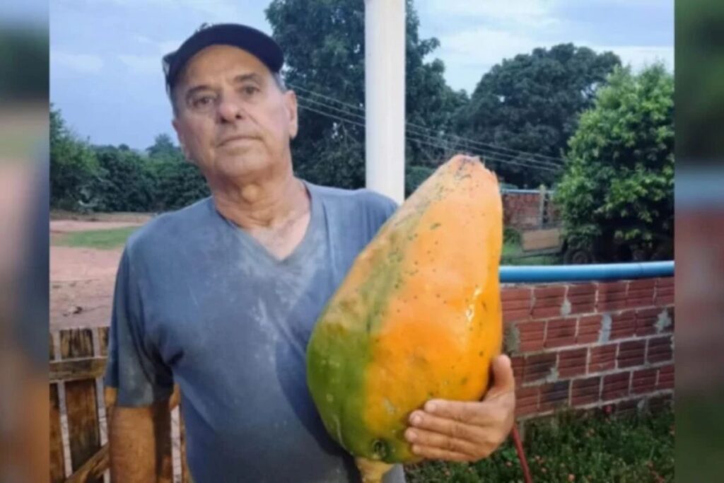 produtor-rural-colhe-mamao-de-10-kg-e-impressiona:-“coisa-linda”