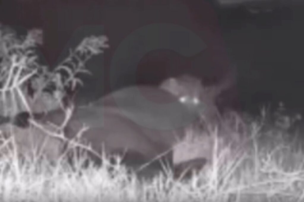 video:-onca-pintada-e-flagrada-matando-animal-e-assusta-moradores