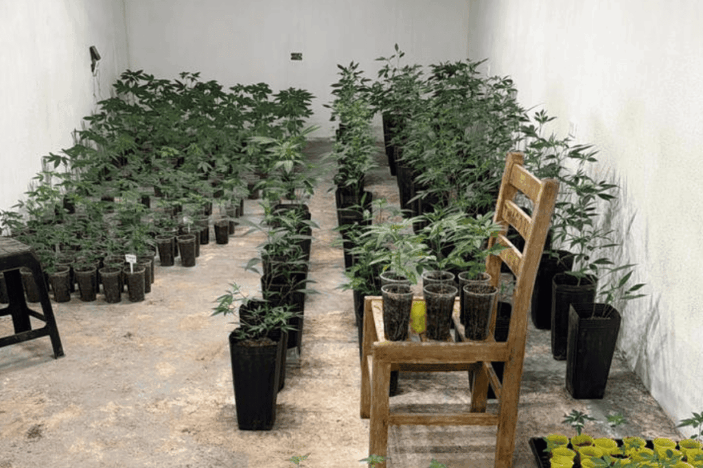 fantastica-fabrica-de-drogas:-policia-estoura-estufas-de-maconha-em-sp