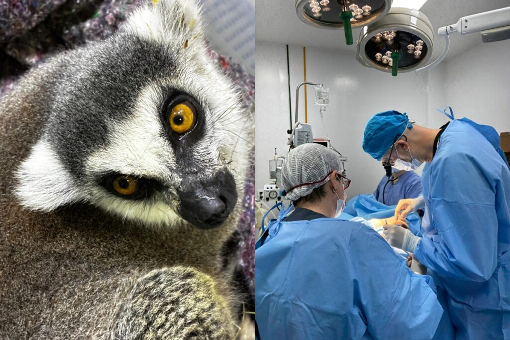 lemure-do-zoo-de-brasilia,-julien-passa-por-cirurgia-delicada-e-se-recupera-bem.-veja-video