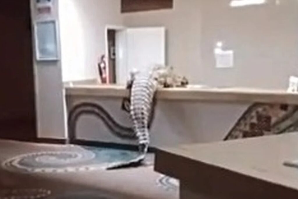 crocodilo-invade-hotel-de-luxo-na-africa-e-tenta-entrar-na-cozinha.-video