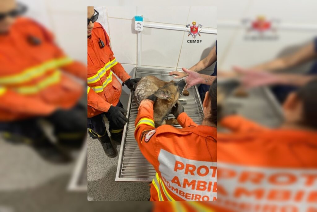 cachorro-soterrado-em-concreto-sobrevive-e-agora-busca-um-lar