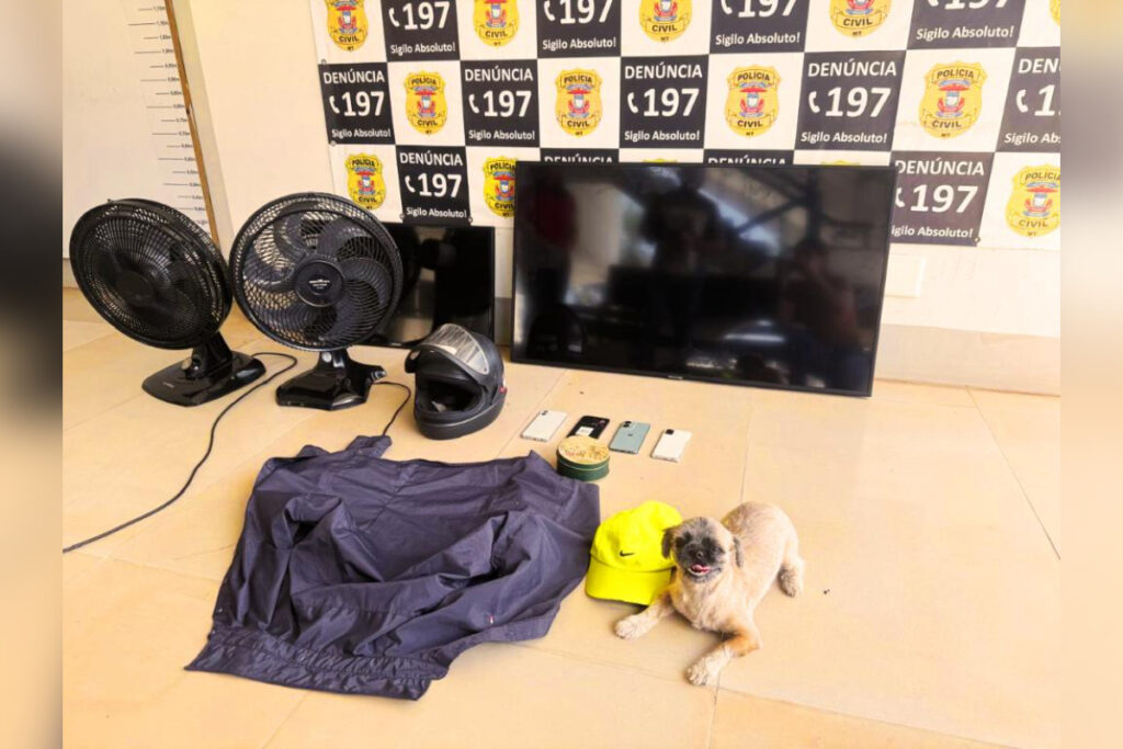 homem-e-preso-apos-invadir-casa-e-furtar-filhote-de-shih-tzu