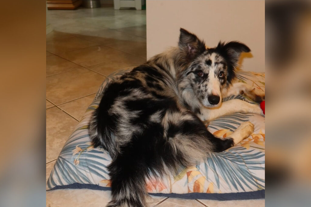 desaparecimento-de-cao-em-hotel-pet-vira-alvo-de-operacao-policial