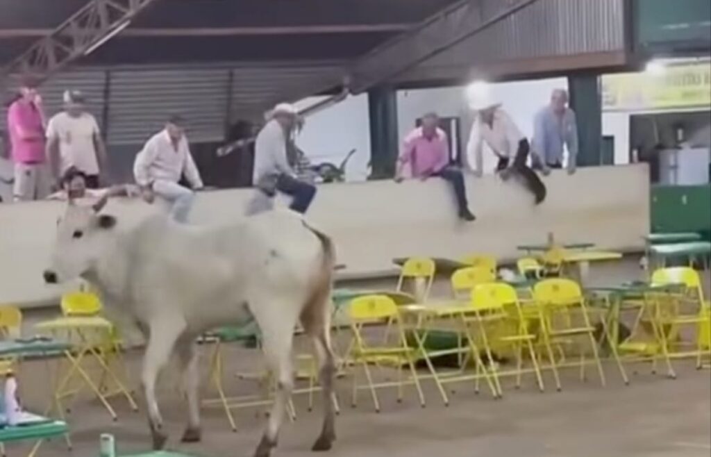 boi-escapa-de-leilao-em-frutal-(mg)-e-avanca-na-multidao.-video