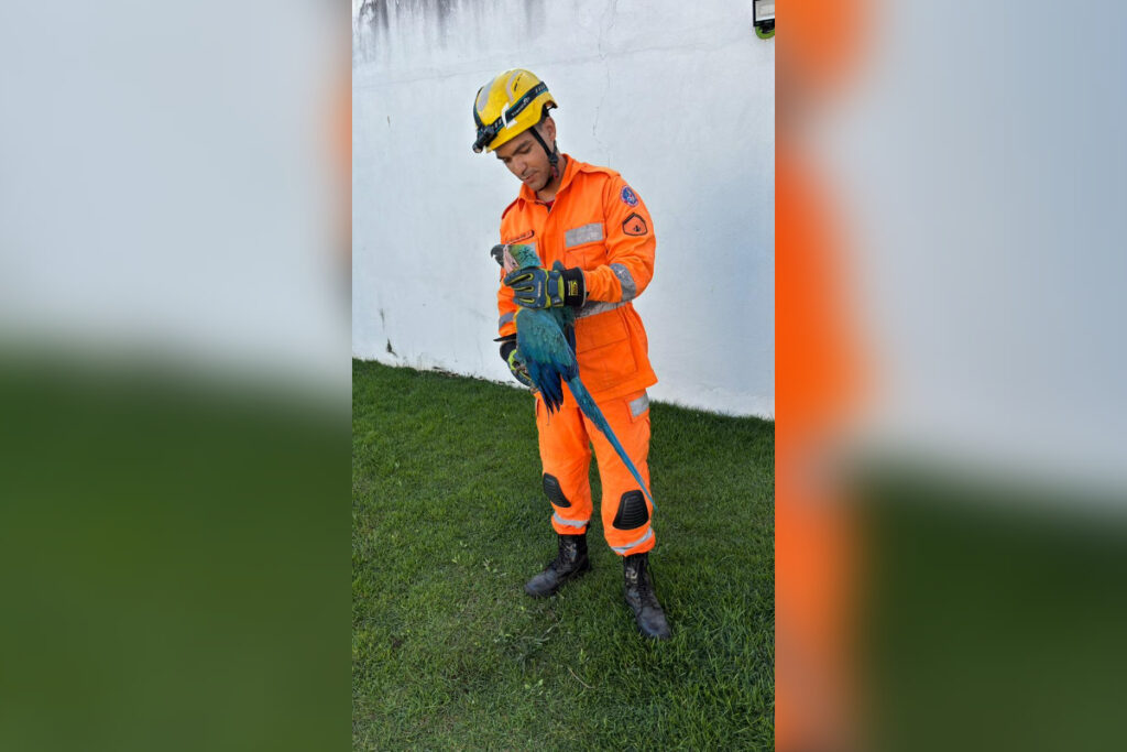 arara-e-resgatada-de-cerca-eletrica-pelos-bombeiros-em-ituiutaba-(mg).-video