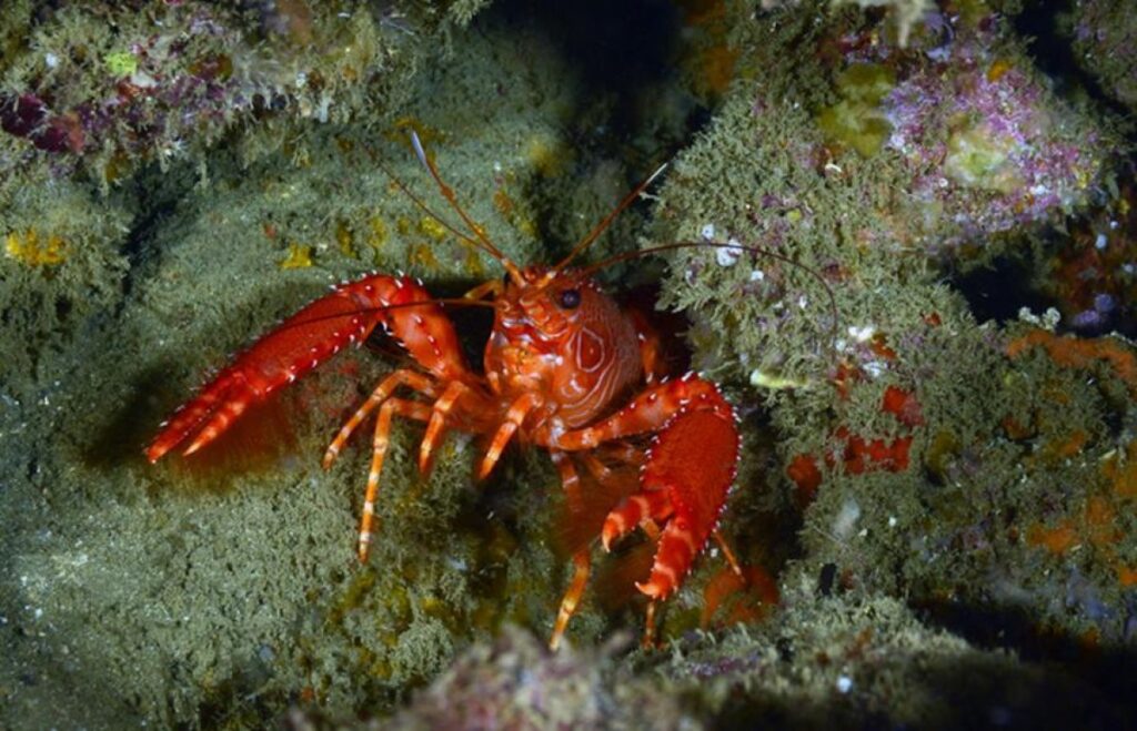 ativista-“salva”-lagosta-de-restaurante,-mas-animal-era-pet-do-dono